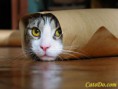 /album/fotogaleria/cat-burrito-jpg/