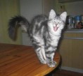 /album/fotogaleria/cats2-jpg/