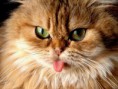 /album/fotogaleria/cat-tongue-funny-jpg/