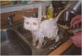 /album/fotogaleria/funny-cat-being-washed-jpg/