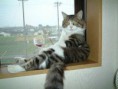 /album/fotogaleria/funny-cat-photos-relaxing-with-a-wine-and-cigarett1-jpg/