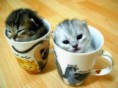 /album/fotogaleria/funny-cats-jpg/