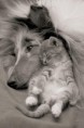 /album/fotogaleria/funny-cats-2-jpg/