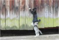 /album/fotogaleria/funny-cats-6-jpg/