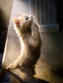 /album/fotogaleria/funny-cats-7-jpg/